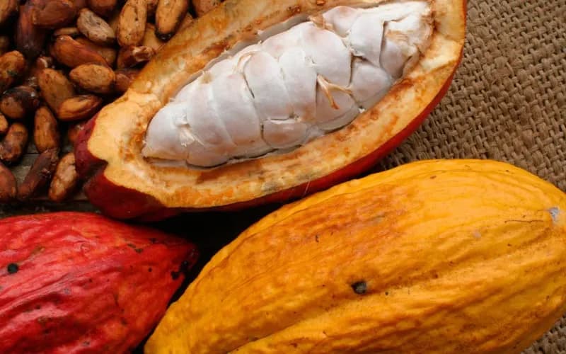 Cacao de Caripito recibe Indicación Geográfica Protegida por el Estado Venezolano