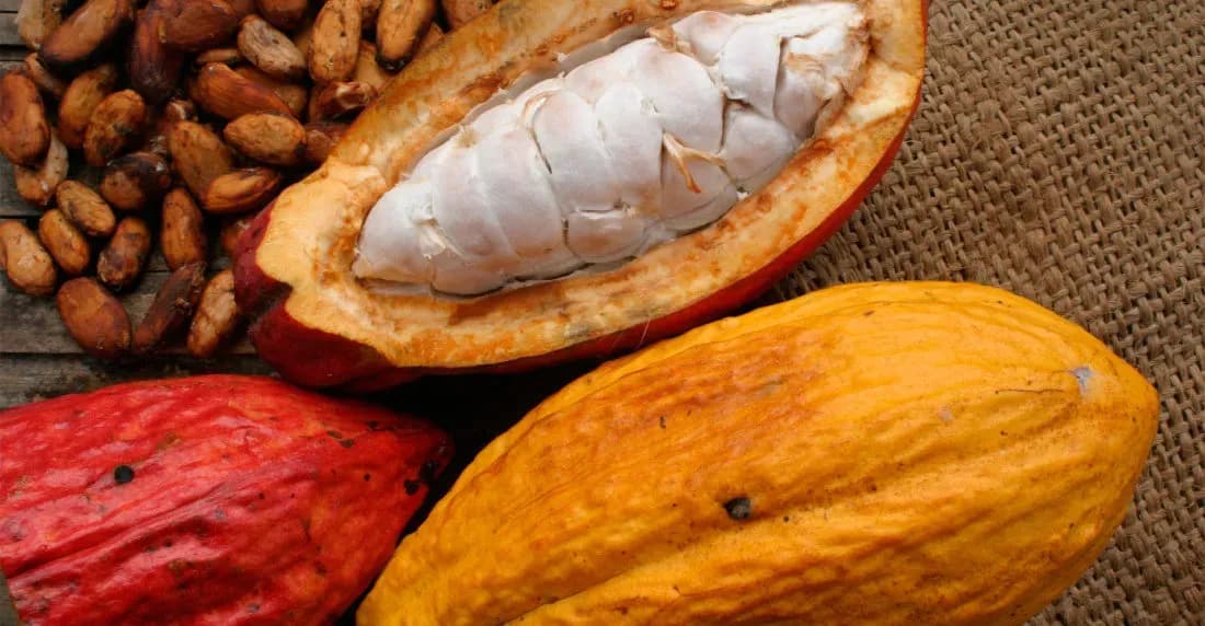 Cacao de Caripito recibe Indicación Geográfica Protegida por el Estado Venezolano
