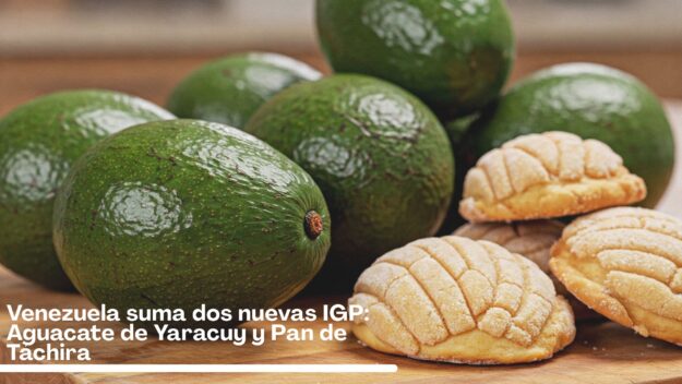 La IGP yaracuyana (que tiene 12 variedades altamente valoradas en el mercado) podría mejorar las oportunidades de venta del aguacate fuera de Venezuela.